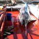87- Un espadon de 474kg 